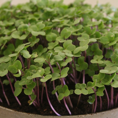 Picture of Salad Rape